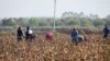Workers toiled in the fields for 10 hours a day with little rest and no days off, and their living quarters were often unheated, overcrowded, and lacking clean water and washing facilities.