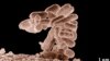 A cluster of Escherichia coli bacteria magnified 10,000 times